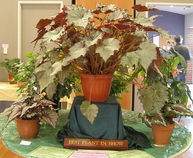 B. ‘Sir Charles’